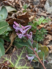 Corydalis paczoskii