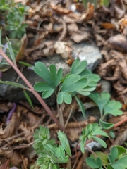Corydalis paczoskii