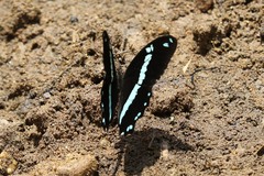 Papilio nireus