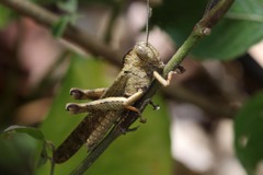Abisares viridipennis