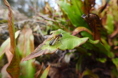 Andrena