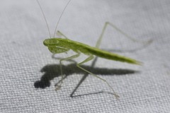 Chloromantis