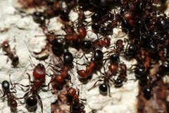 Atopomyrmex mocquerysi
