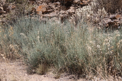 Ephedra equisetina