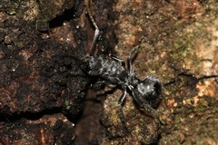Polyrhachis medusa