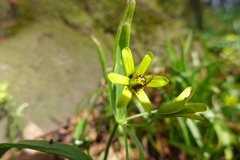 Lasioglossum