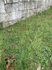 Poa compressa
