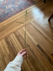 Poa compressa