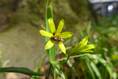 Lasioglossum