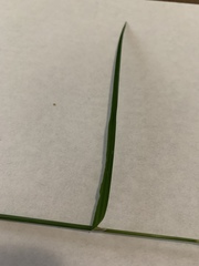 Poa compressa