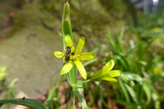 Lasioglossum