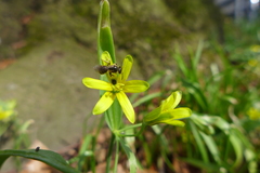 Lasioglossum