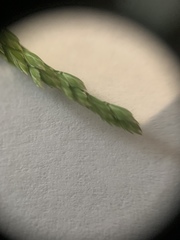 Poa compressa