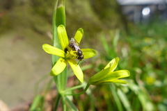 Lasioglossum