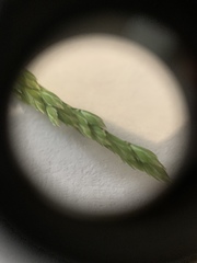 Poa compressa