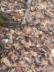 Dirca palustris