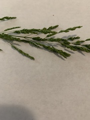 Poa compressa