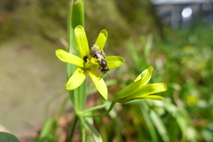 Lasioglossum