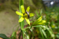 Lasioglossum