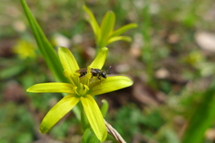 Lasioglossum