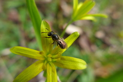 Lasioglossum