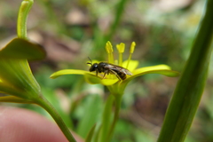 Lasioglossum