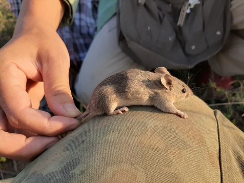 Mound-building Mouse