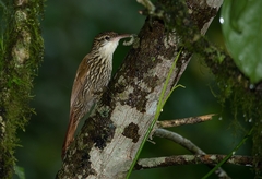 Lepidocolaptes falcinellus