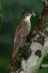 Lepidocolaptes falcinellus