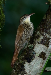 Lepidocolaptes falcinellus