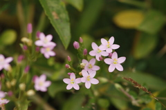 Centaurium erythraea