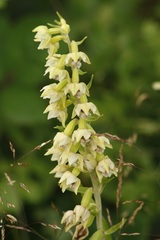 Epipactis helleborine