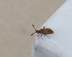 Strobilotoma typhaecornis