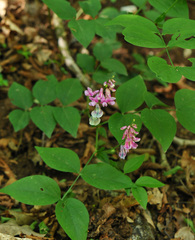 Lathyrus venetus