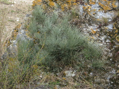 Ephedra procera