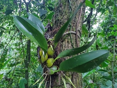 Maxillaria luteoalba