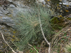 Ephedra procera