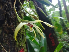 Maxillaria luteoalba