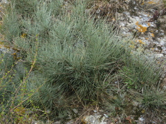Ephedra procera