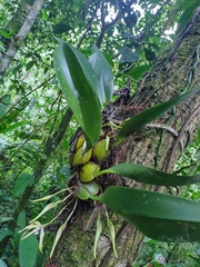 Maxillaria luteoalba