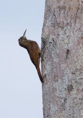 Lepidocolaptes fatimalimae