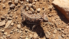 Phrynosoma blainvillii