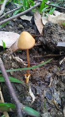 Conocybe