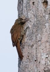 Lepidocolaptes fatimalimae