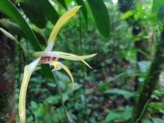 Maxillaria luteoalba