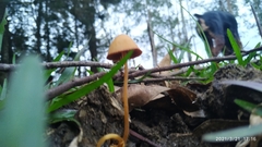 Conocybe