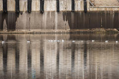 Chroicocephalus ridibundus