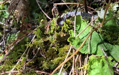 Pseudosarcosoma latahense