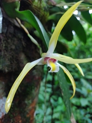 Maxillaria luteoalba