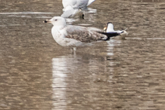 Larus